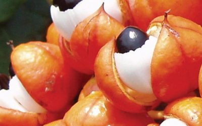 Les effets et les bénéfices du guarana? Avis